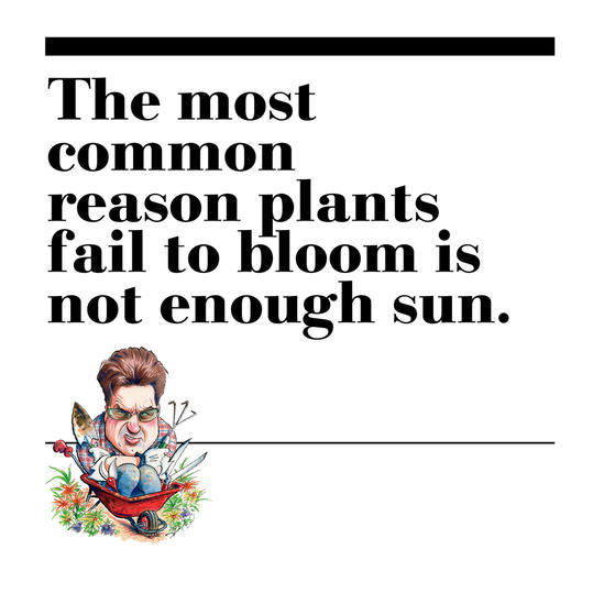 10. The most common reason plants fail to bloom is not enough sun.