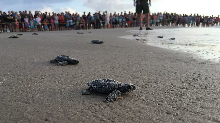 بادري Island Sea Turtle Release