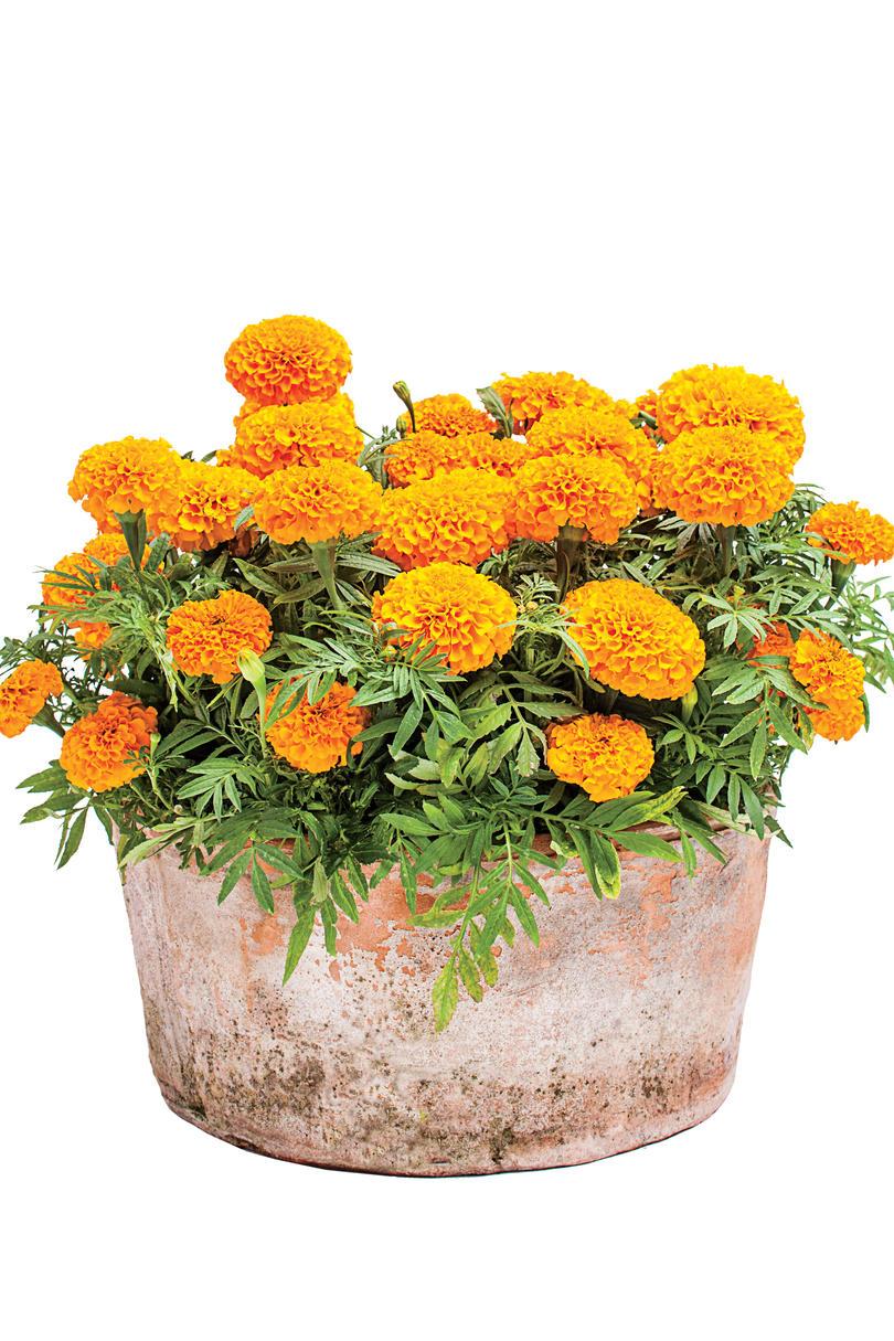 Soleado Marigolds