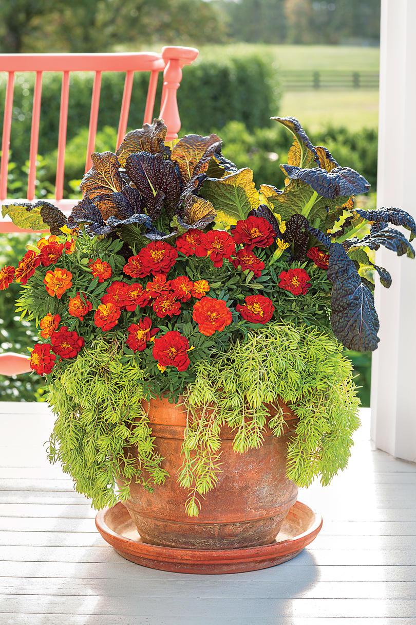 Betagende Marigold Fall Container