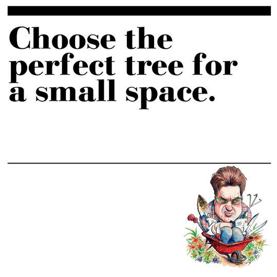22. Choose the perfect tree for a small space.