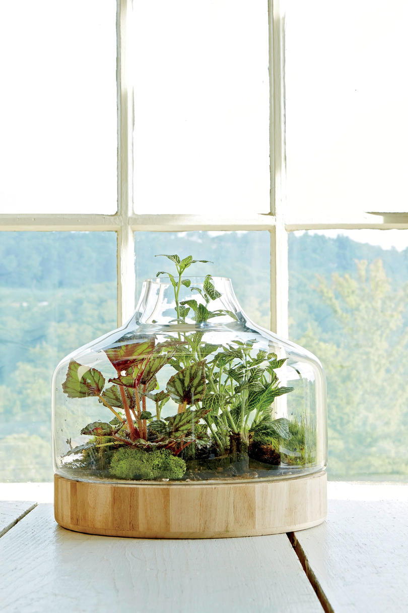 Planta a Little Glass House