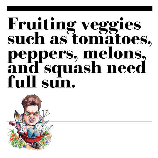 23. Fruiting veggies such as tomatoes, peppers, melons, and squash need full sun.