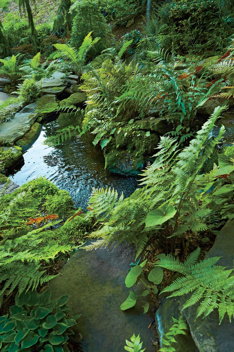 Koi Pond and Fern Garden of Jay Sifford in Charlotte, NC
