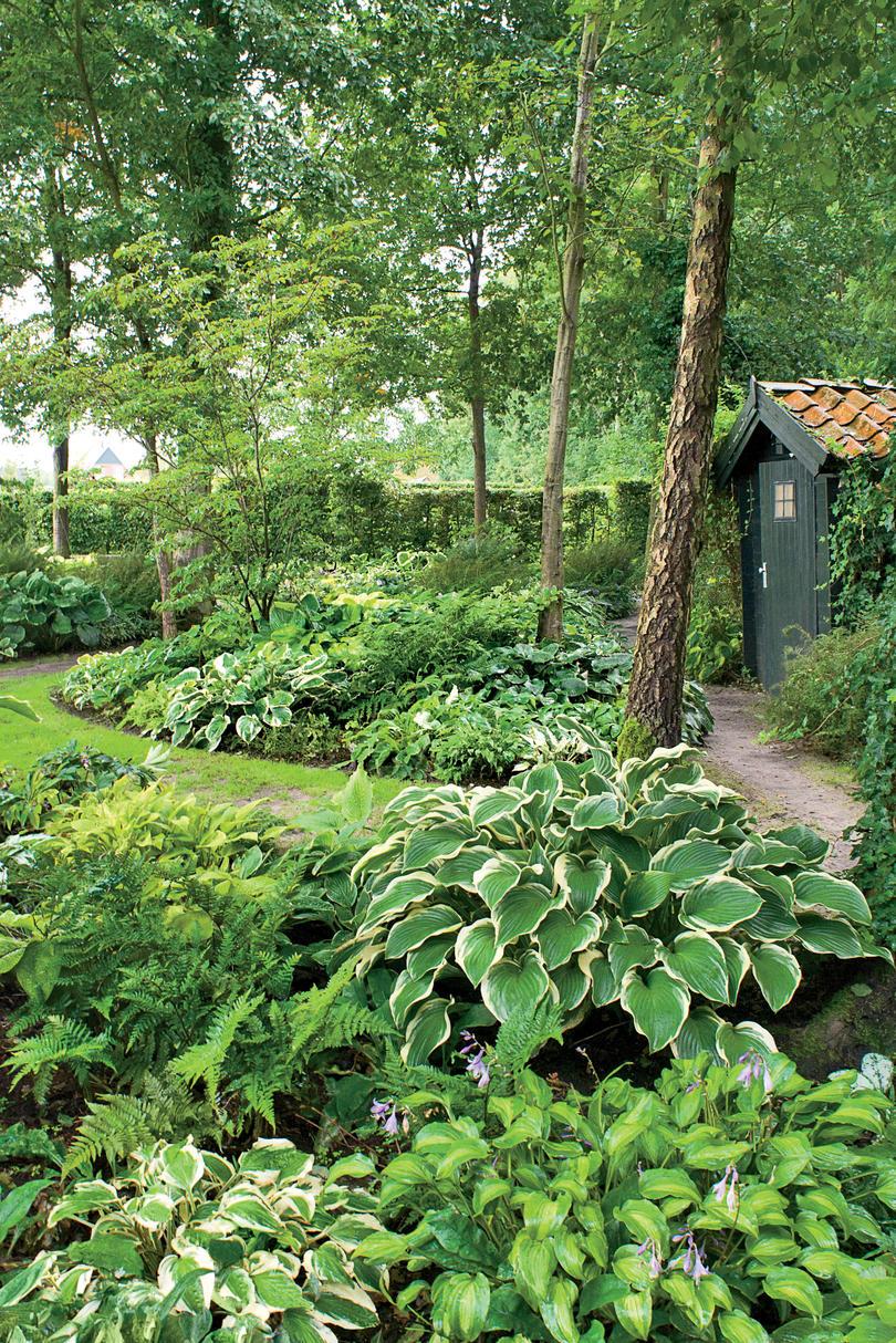 Hostas in Shaded Garden with Shed