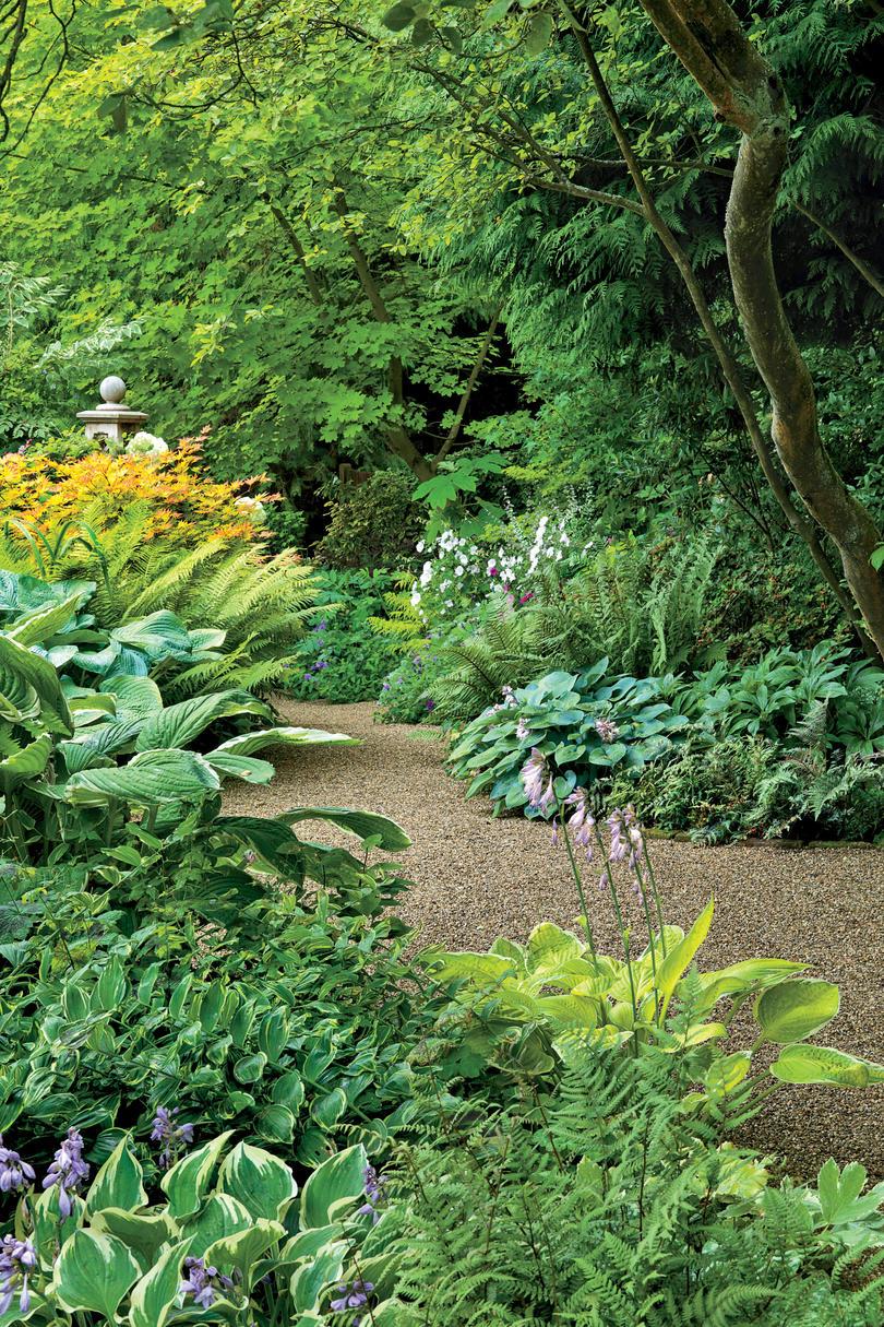 Hostas in Garden with gravel path