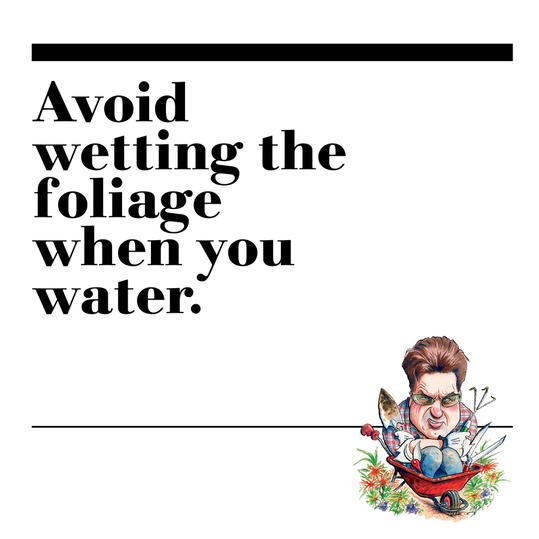 30. Avoid wetting the foliage when you water.