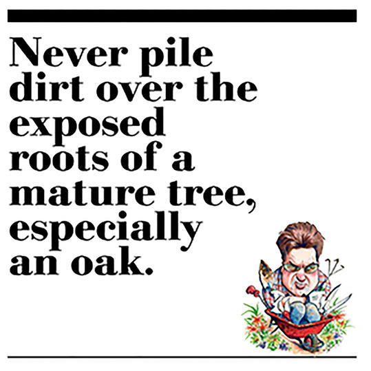 32. Never pile dirt over the exposed roots of a mature tree, especially an oak. 