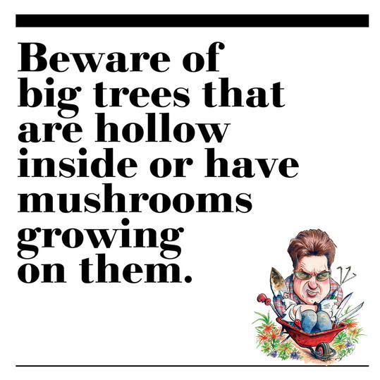 33. Beware of big trees that are hollow inside or have mushrooms growing on them.