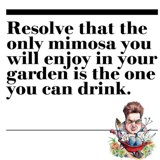 35. Resolve that the only mimosa you will enjoy in your garden is the one you can drink.