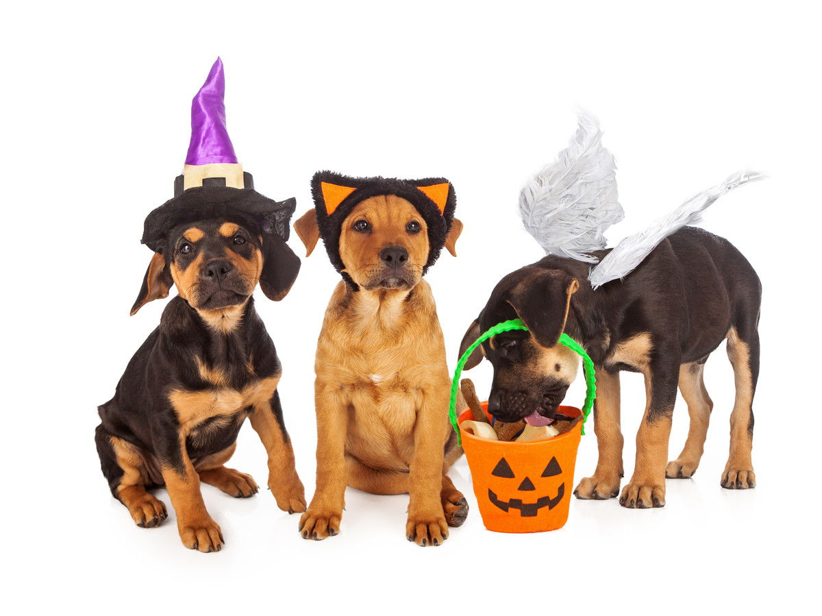 3 dogs dressed in costume for halloween