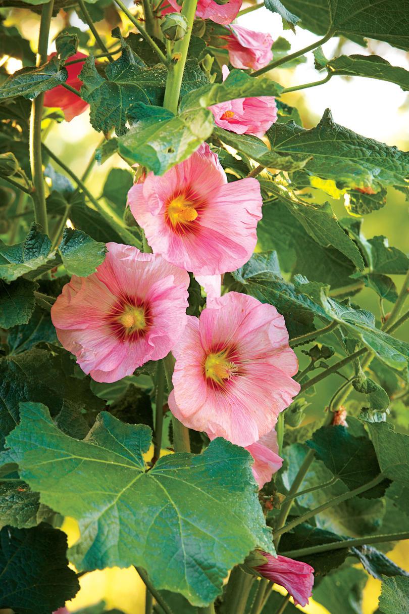 الأصفر Hollyhock Blooms