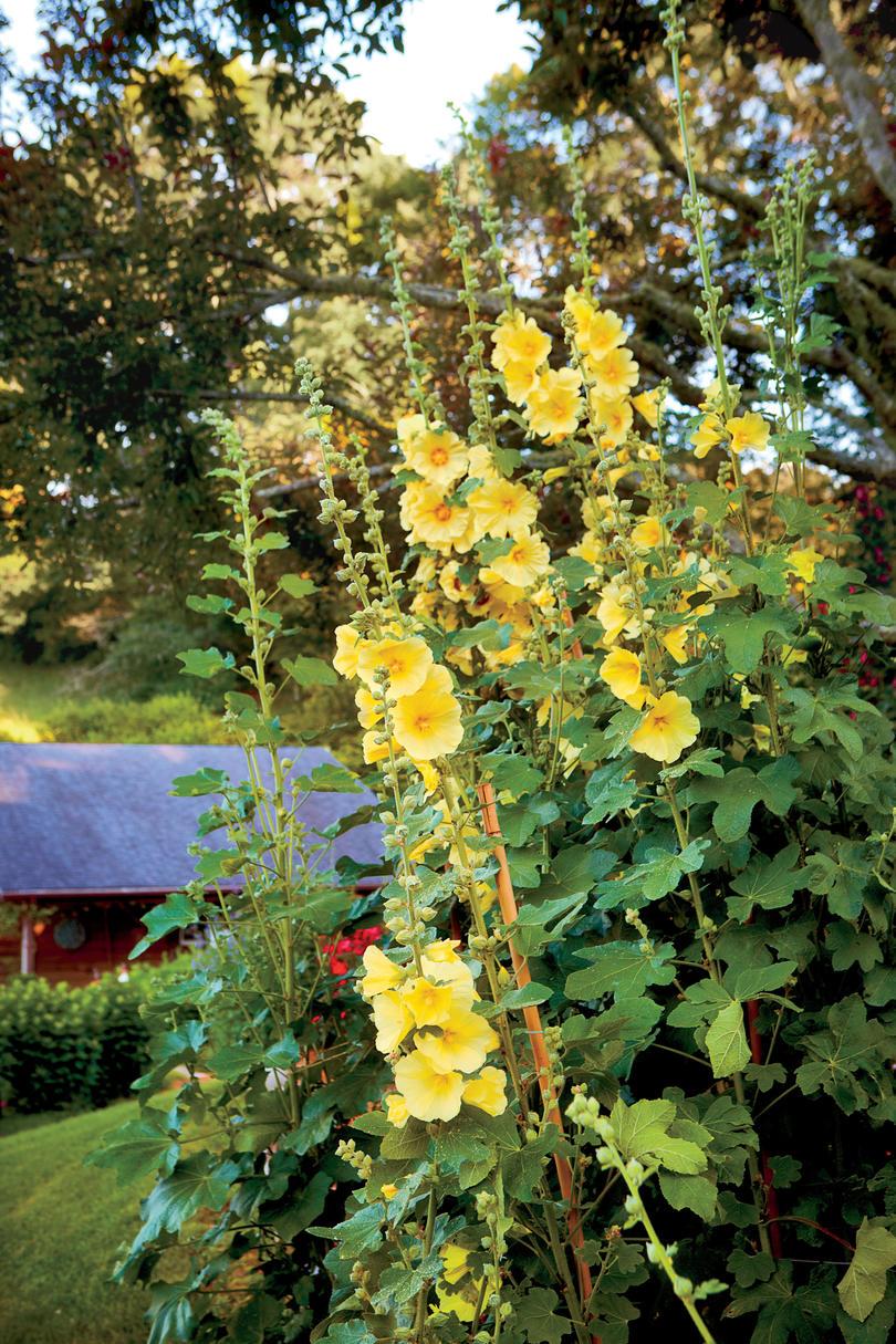 الأصفر Hollyhocks