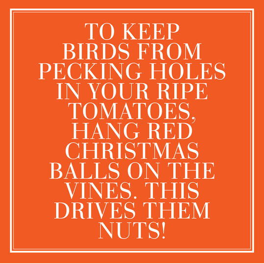 44. To keep birds from pecking holes in your ripe tomatoes, hang red Christmas balls on the vines. This drives them nuts!