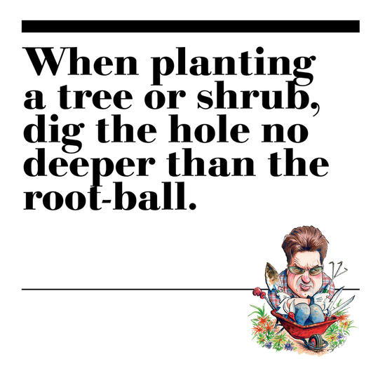 45. When planting a tree or shrub, dig the hole no deeper than the root-ball. 