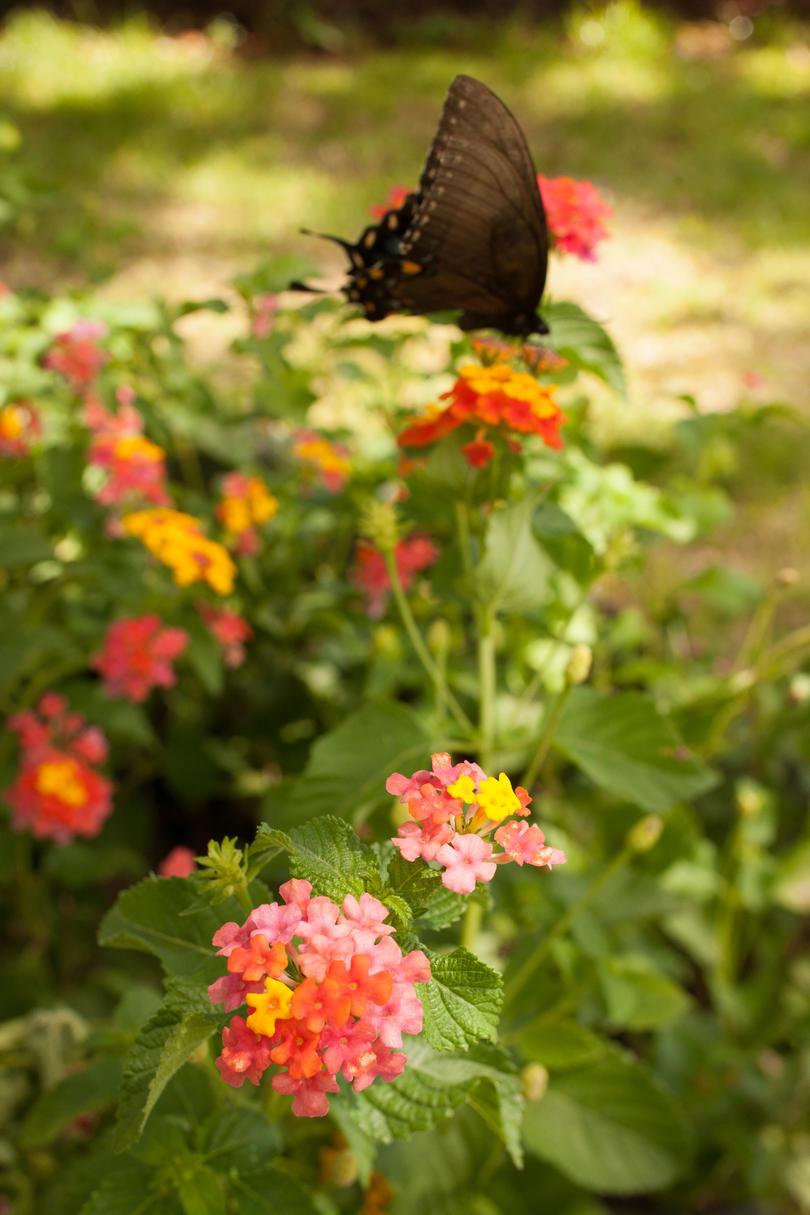Lantana with Butterfly