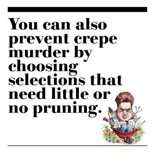 7. You can also prevent crepe murder by choosing selections that need little or no pruning.