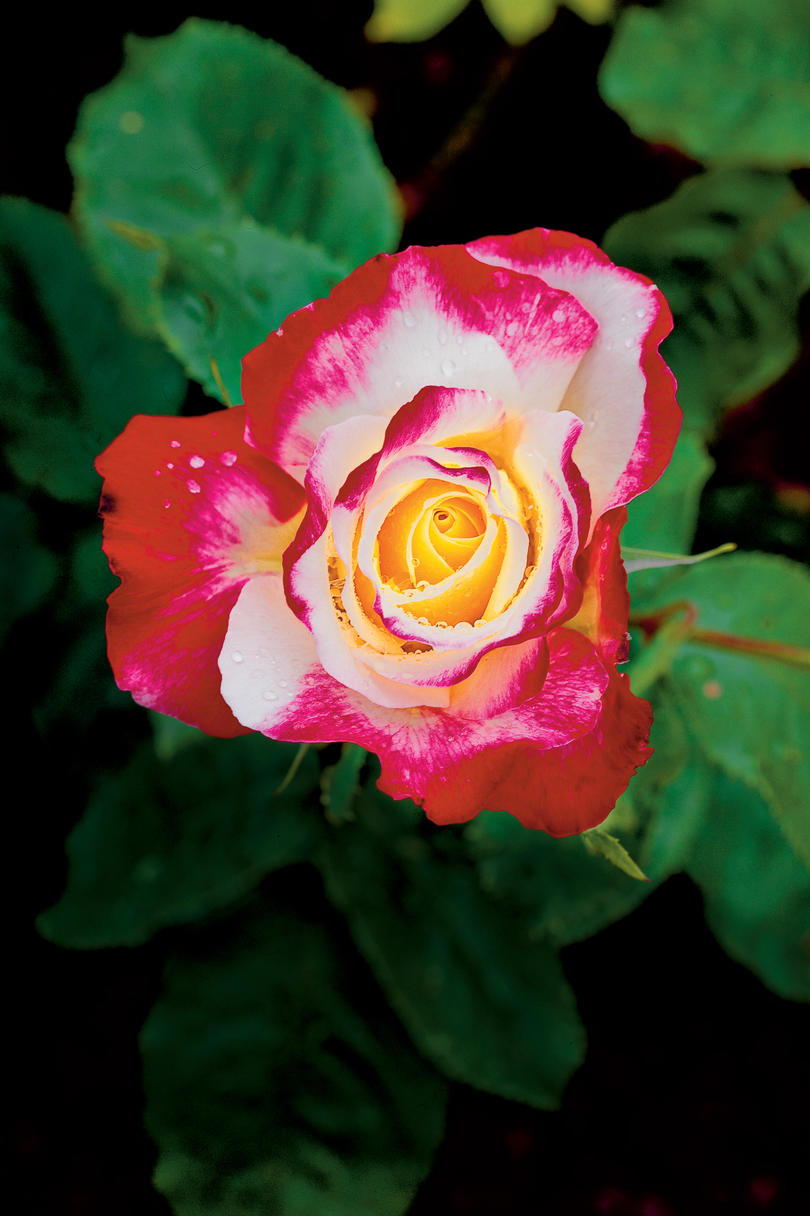 'Double Delight' Rose