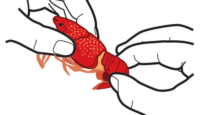 Jak To Eat Boiled Crawfish: Grasp