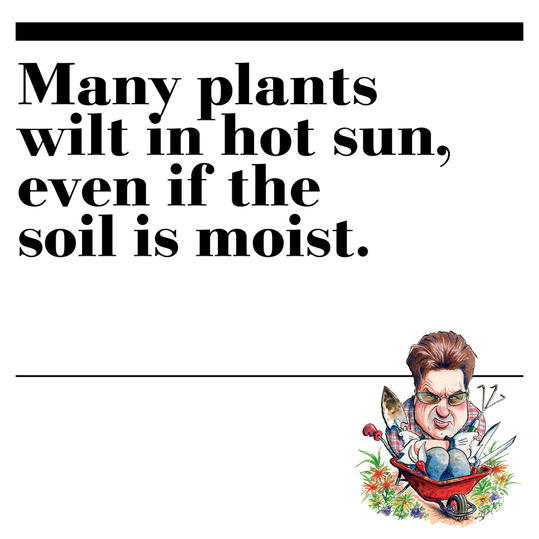 9. Many plants wilt in hot sun, even if the soil is moist.