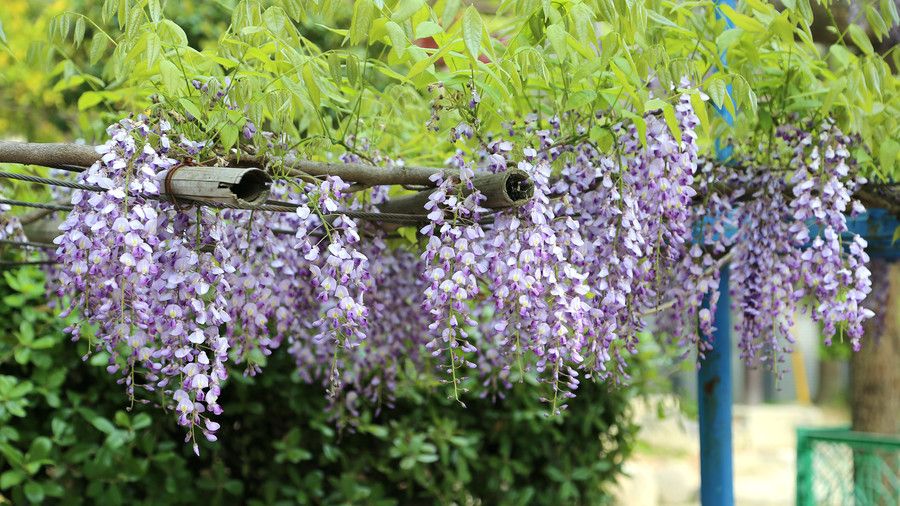 japonés or Chinese Wisteria