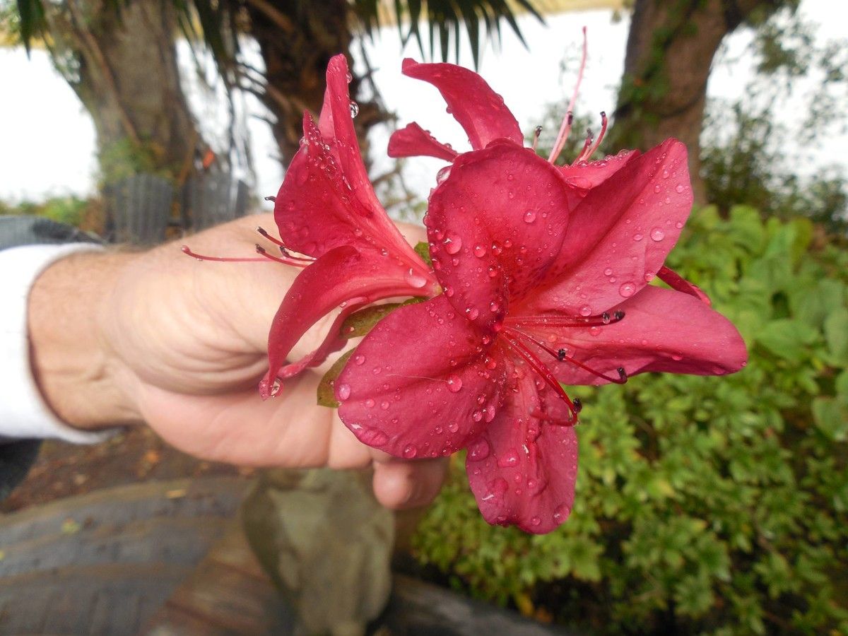 شجرة المغنولية Garden Azaleas