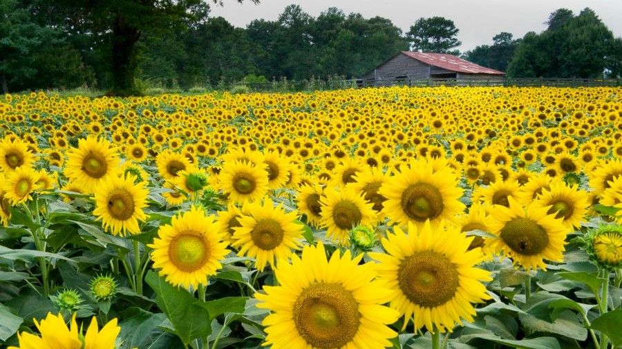 Андерсън Sunflower Farm