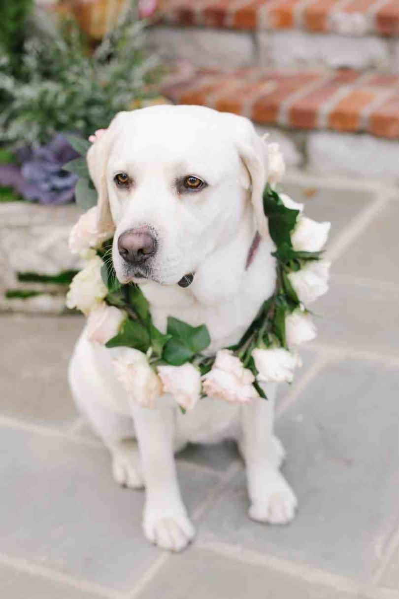 犬 in Weddings flower girl
