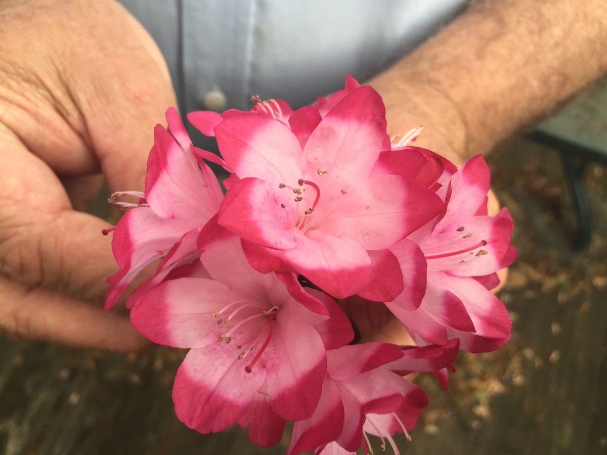 شجرة المغنولية Garden Azaleas