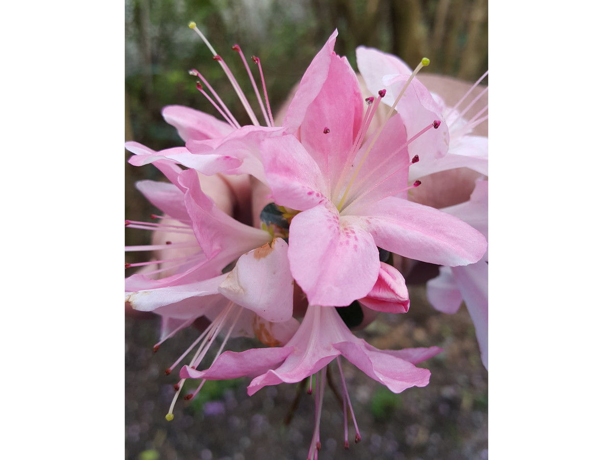 شجرة المغنولية Garden Azaleas