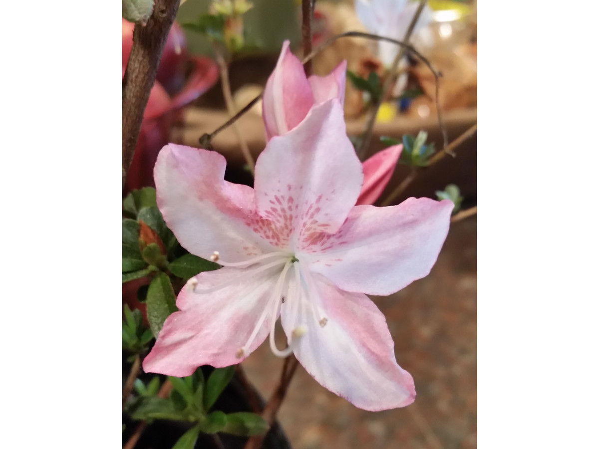 شجرة المغنولية Garden Azaleas