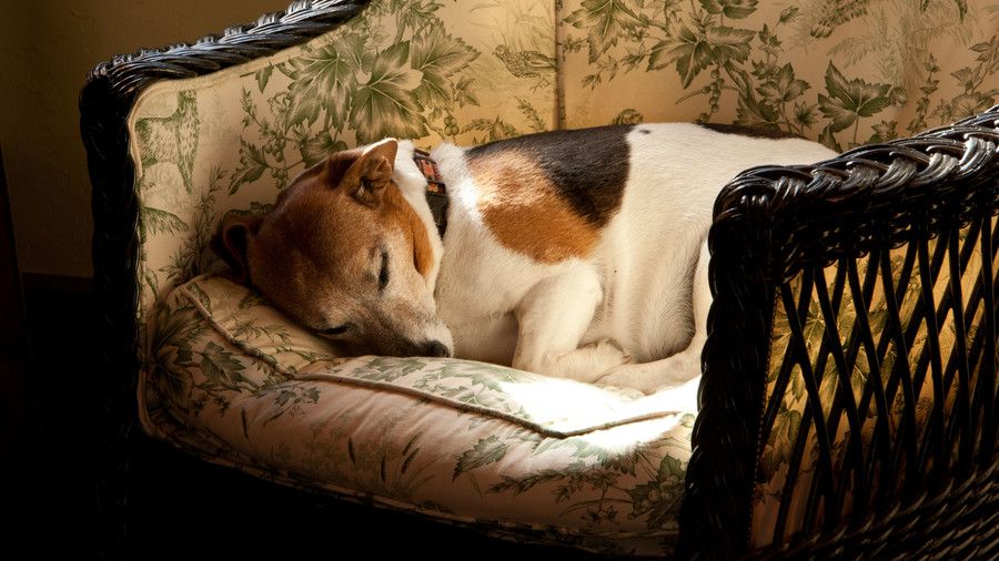 beagle sleeping in chair