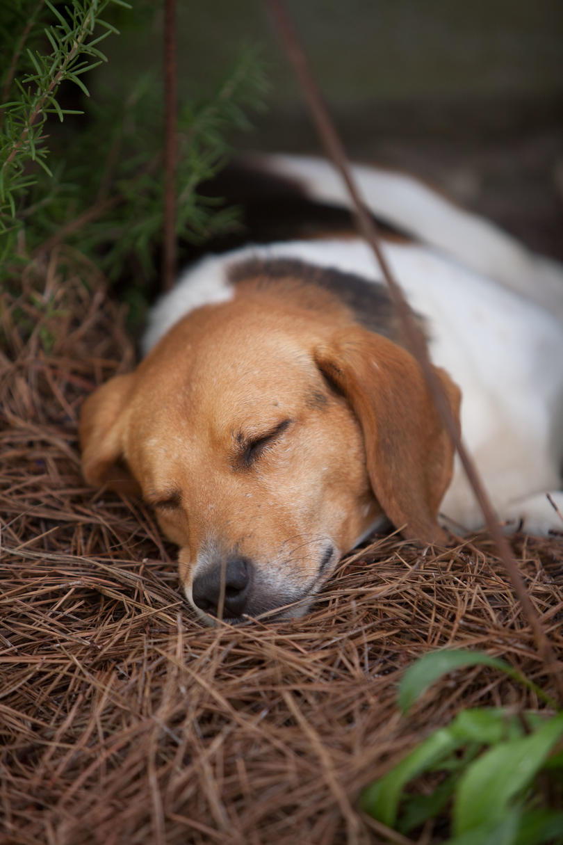 Beagle sleeping outside