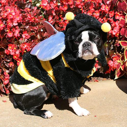 بيلا the Bee