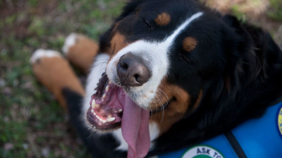 Бернски mountain dog smiling