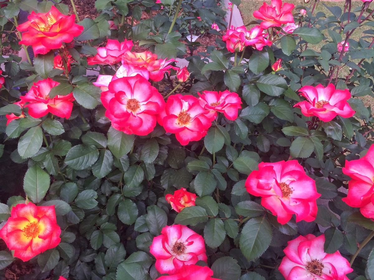 ’Betty Boop,’ a floribunda rose.