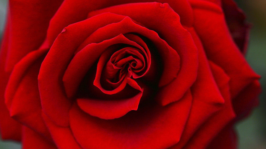 junio Birth Flower Rose