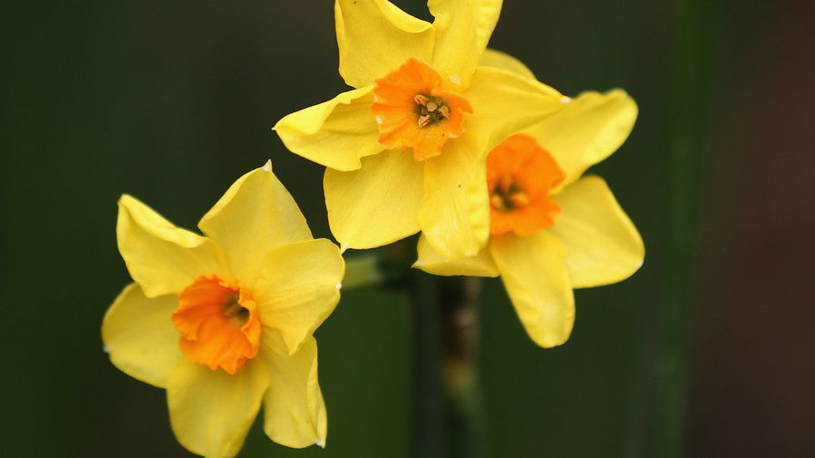 Март Birth Flower Daffodil