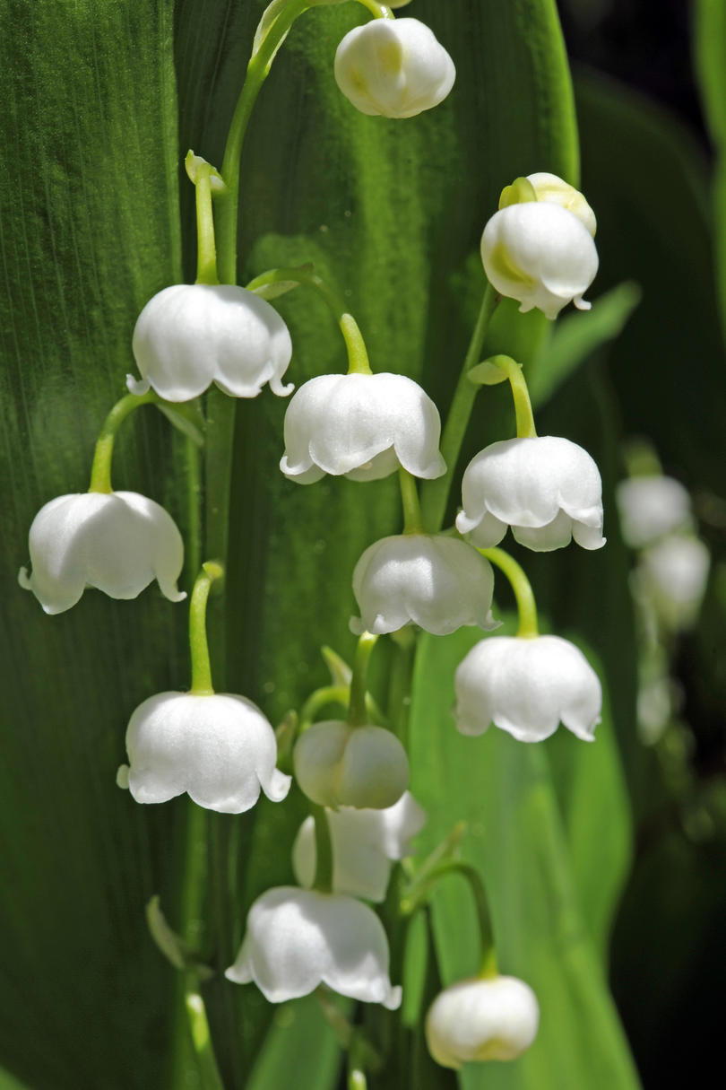 Kan Birth Flower Lily-of-the-Valley