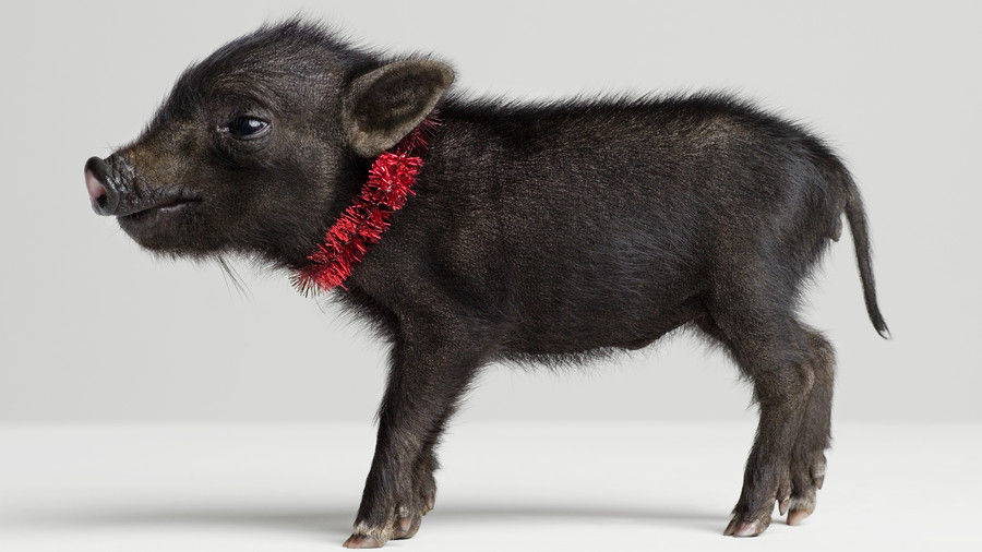 negro piglet with red collar