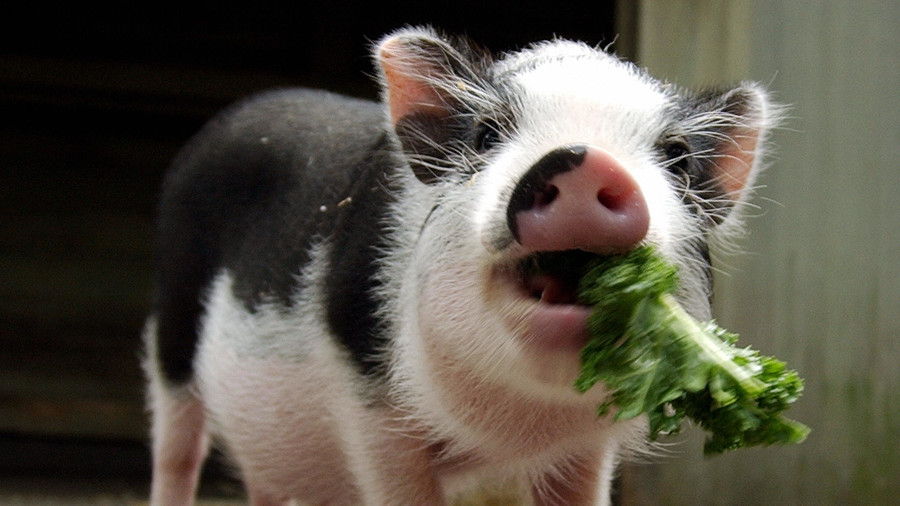 小さい pig eating lettuce