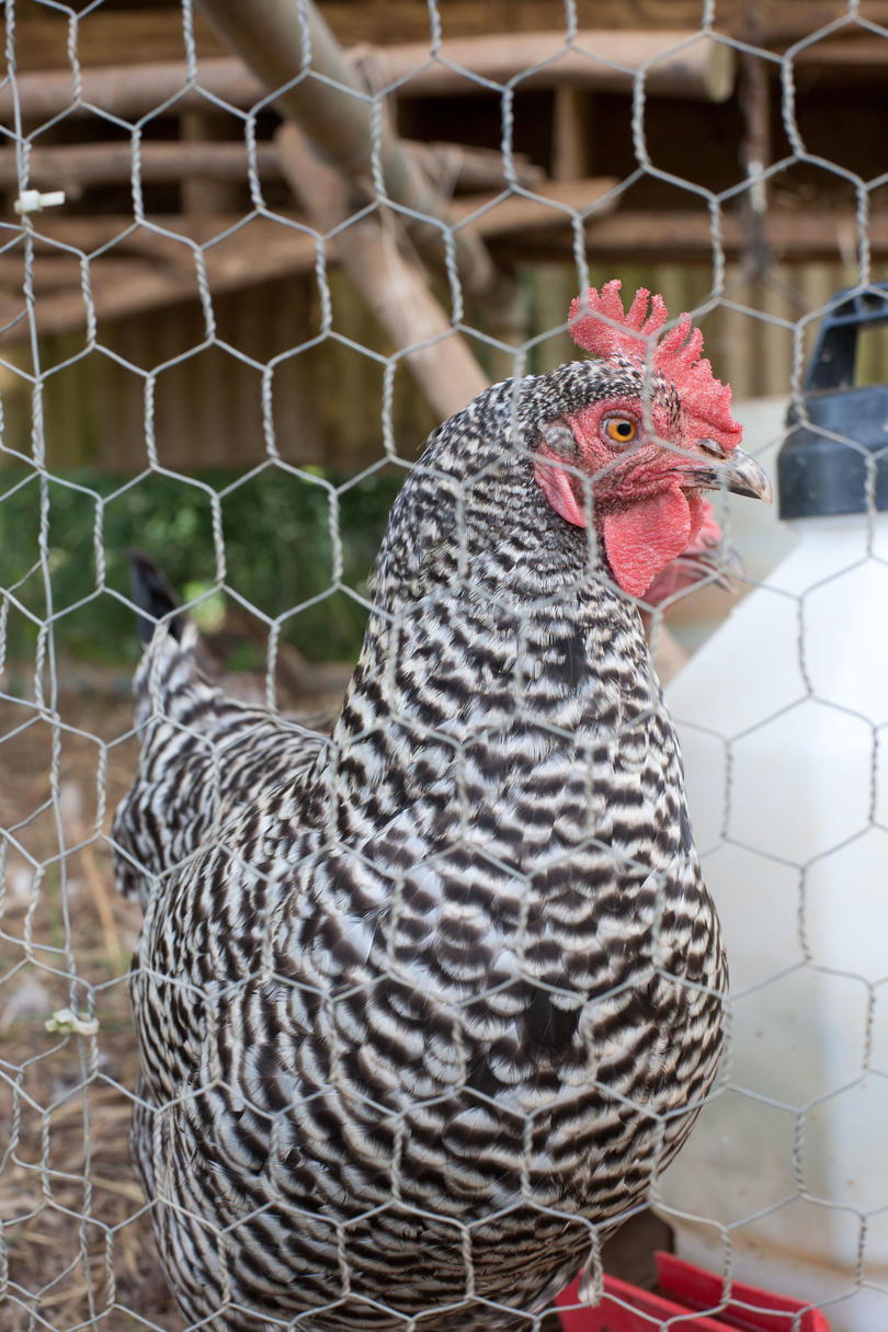 Černá and white chicken behind chicken wire in coop