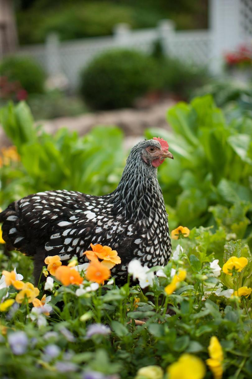 Close-up of Silver Laced Wyandotte chicken in garden.