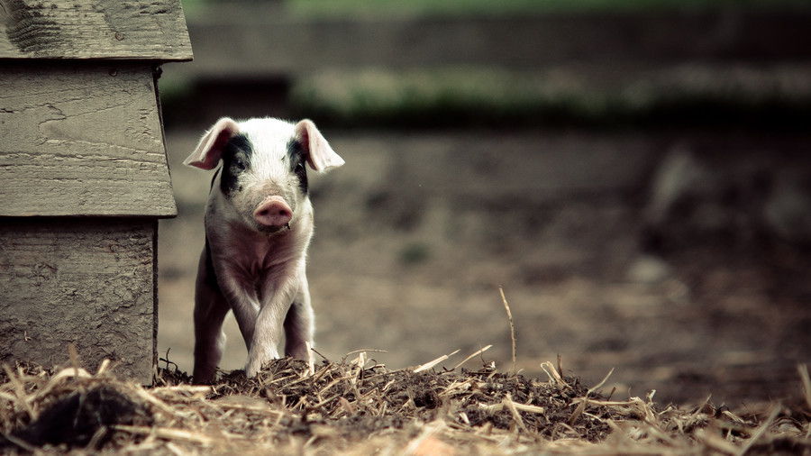 черно and white pig on farm