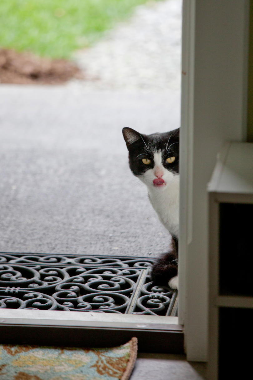 Blacka and White Cat with Tongue 