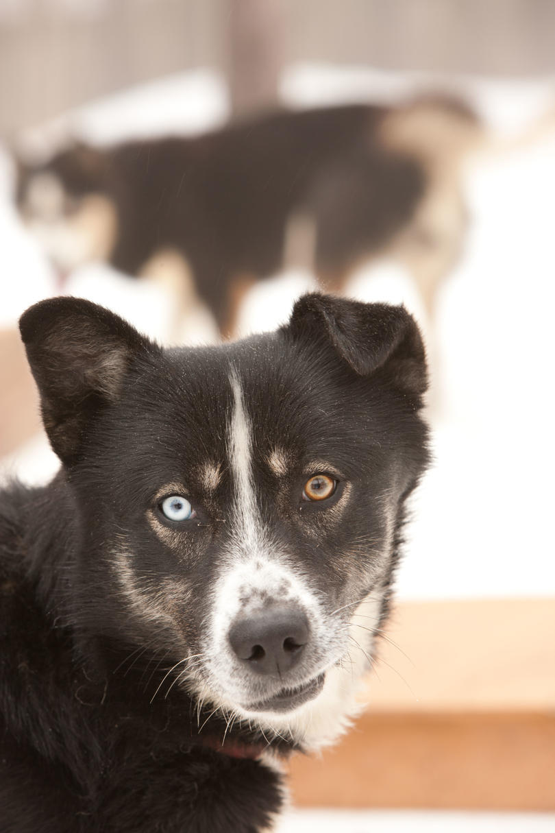 черно dog with blue and yellow eyes
