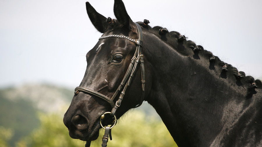 negro horse