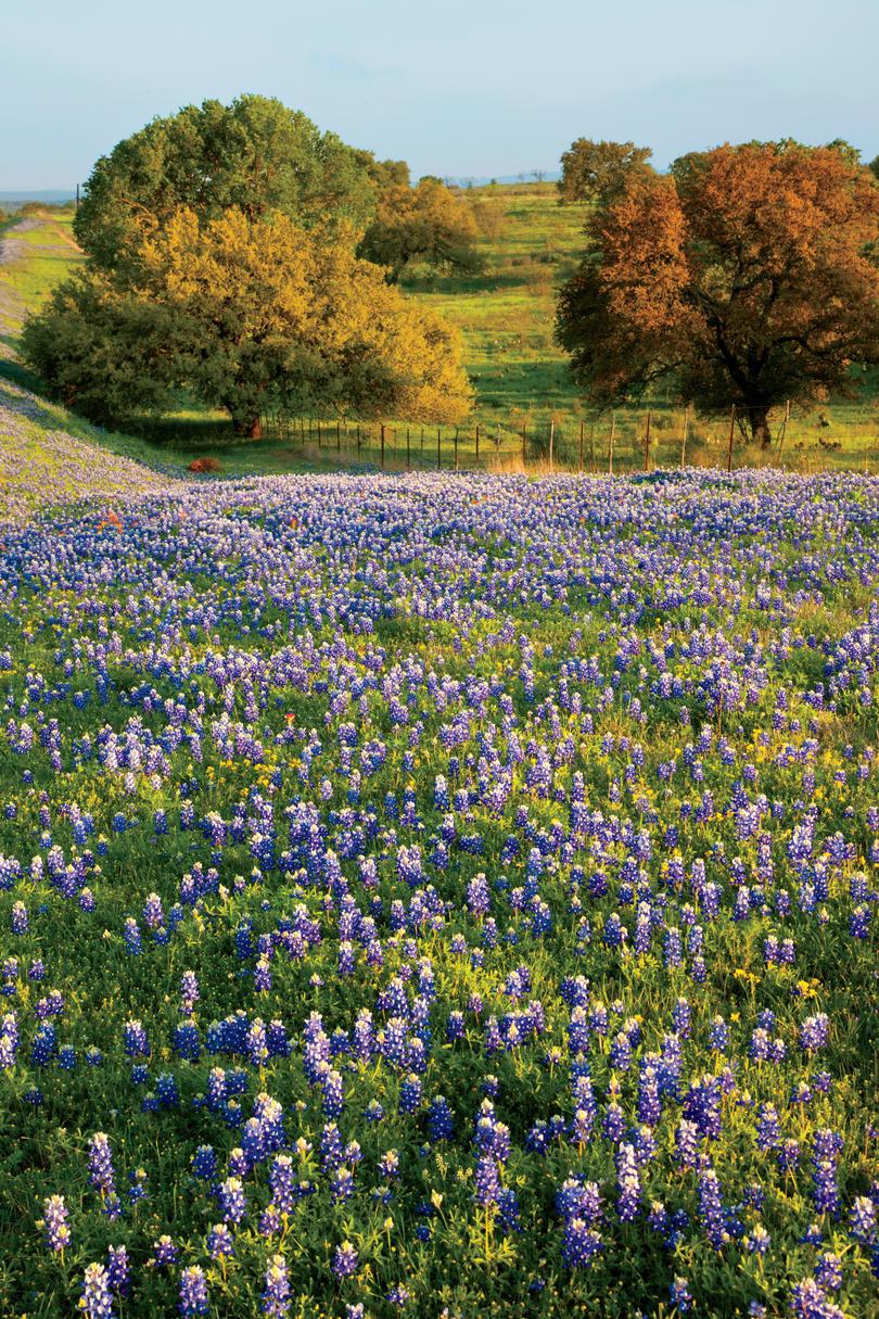 Bluebonnet Field in Fredericksburg, TX