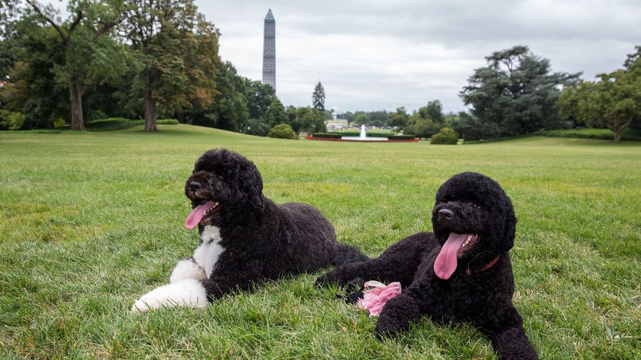 Bo and Sunny Dogs, President Obama