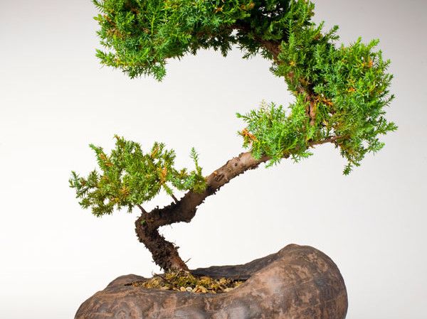 bonsai-juniper1.jpg
